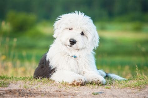 Best Dog Beds for Old English Sheepdogs