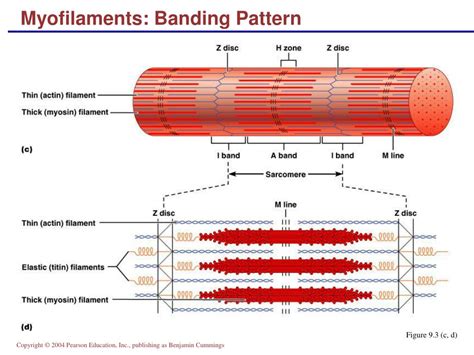 PPT - Neuromuscular Junction PowerPoint Presentation, free download ...