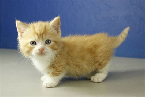 Red Bicolor Tabby Standard Munchkin Kitten | Munchkin kitten, Munchkin kittens for sale ...