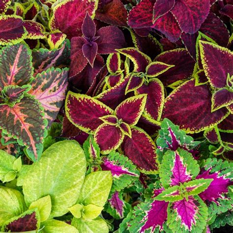 Coleus- Mixed Rainbow seeds | The Seed Collection