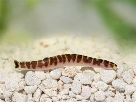 9 Most Popular Types of Loaches | Fishkeeping World