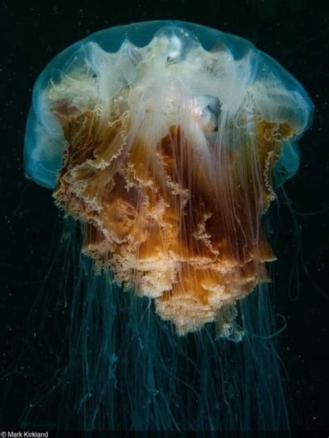 Giant Jellyfish, Lion's Mane Jellyfish, Medusa, Ocean Projects, Pretty Fish, Sea Plants, Lion ...