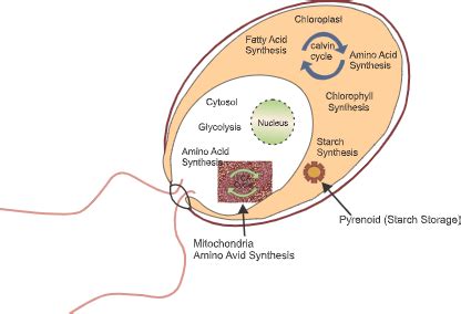 Which of the Following Organisms Do Not Carry Out Photosynthesis - AriellekruwWatson