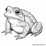 Frog And Toad Coloring Pages sketch template