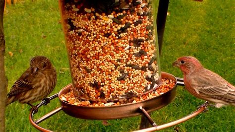 Birds eating seeds yum yum - YouTube