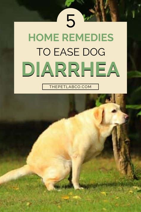 Home Remedies You Can Give Your Dog For Diarrhea