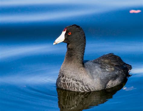 Bird of the Week: American Coot – Travis Audubon