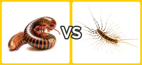 Difference Between a Millipede and Centipede | Fantastic Services