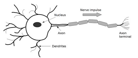 Structure of a nerve cell. | Download Scientific Diagram