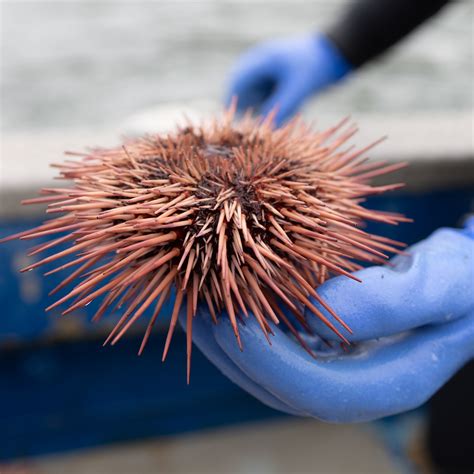 Sea Urchin Injury Treatment