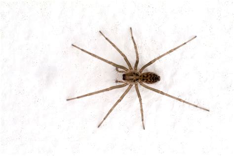 House Spiders | Pest Information & Prevention Tips