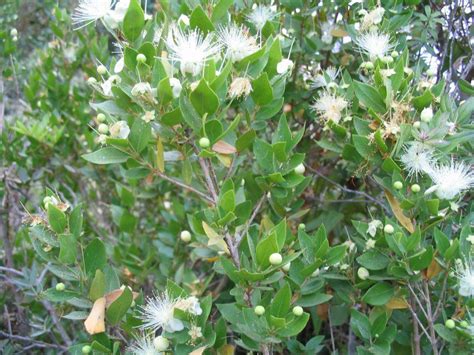 Myrtle | Evergreen shrub, Mediterranean, aromatic | Britannica