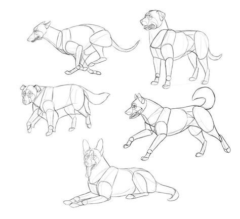 CLASS101+ | Learn Animal Anatomy to Draw Realistic Animals from Imagination