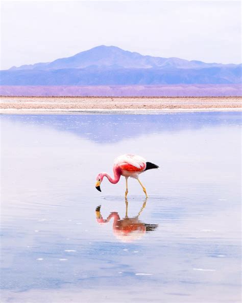 Top Things To Do In The Atacama Desert, Chile – Atacama Desert ...