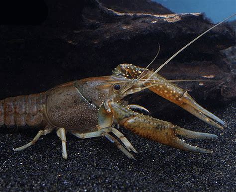 Florida Crayfish (Procambarus alleni) – Imperial Tropicals