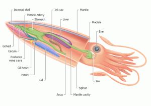 #12: Squid’s Ink - Maktabah al Bakri