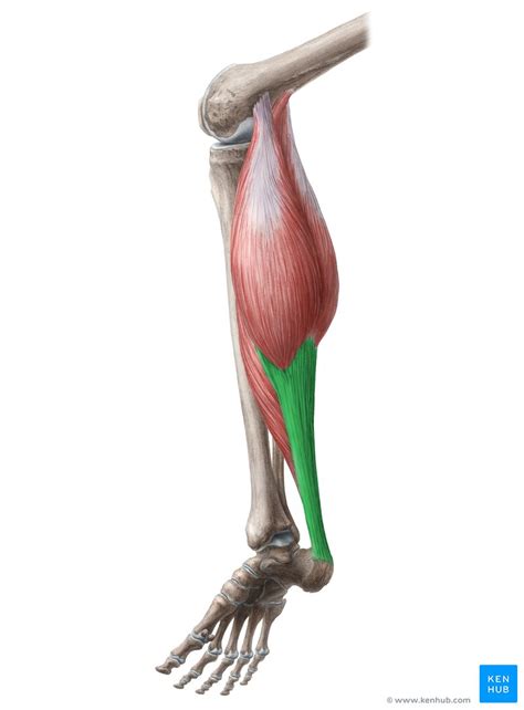 Achilles tendon: Function, location, Thompson test | Kenhub