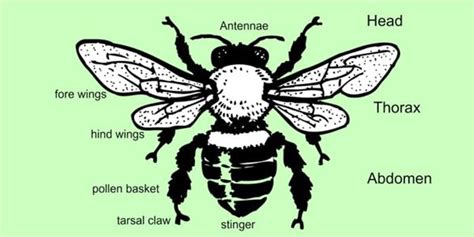 Bumble Bee Anatomy Diagram