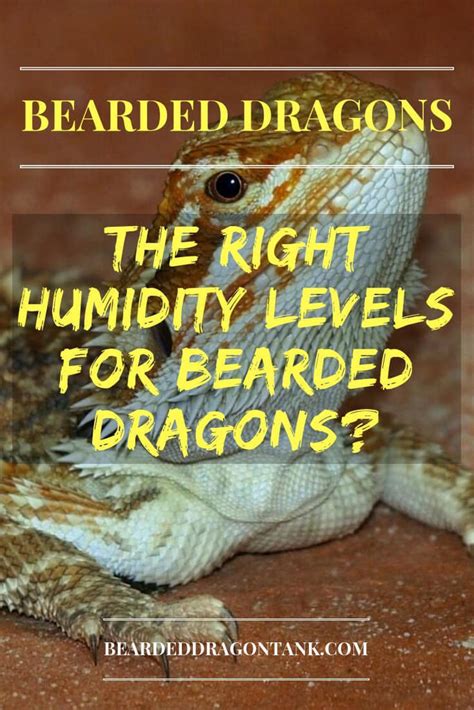 The Right Humidity Levels For Bearded Dragons? It´s Easy! | Bearded ...