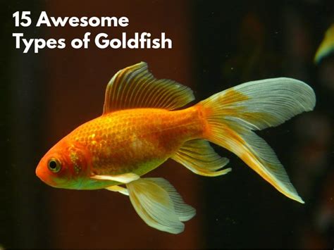 15 Types of Goldfish: The Complete Goldfish Species Guide - Monday Daily