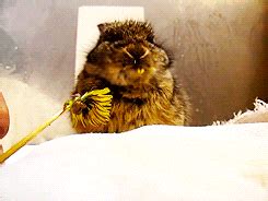 Guinea Pig Eating GIF - Find & Share on GIPHY