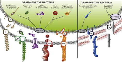 Bacterial Adhesins in Host-Microbe Interactions: Cell Host & Microbe