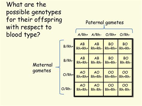 PPT - Blood-Type Genetics PowerPoint Presentation, free download - ID:916207