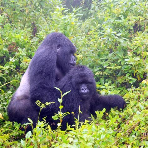 Did You Know Gorilla Facts? Top Mountain Gorilla Facts you need to Know