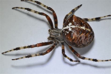 Real Monstrosities: Cat-faced Spider