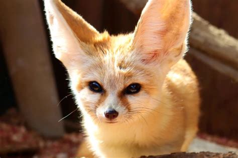 Keeping and Caring for Fennec Foxes as Pets