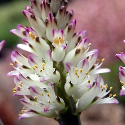 Lachenalia splendida flowers | African plants, Trees to plant, Planting flowers