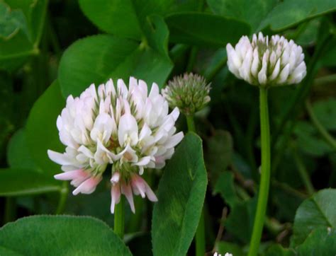 Clover, White Dutch, 1/4 lb : Southern Exposure Seed Exchange, Saving the Past for the Future