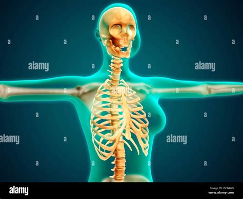 X-ray view of female upper body showing rib cage, spine and skull Stock Photo - Alamy