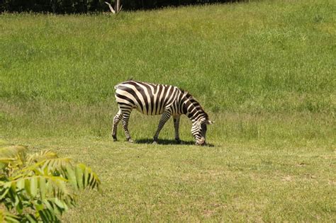 Zebra in the Wild Africa Exhibit. The Zebra Habitat can be seen from the top of WIld Africa ...