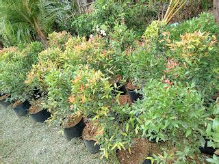 Ornamental Plants For Sale: Cebu Eugenia Plant