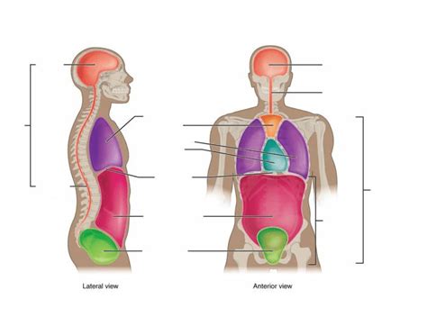 anatomy - body cavities Diagram | Quizlet