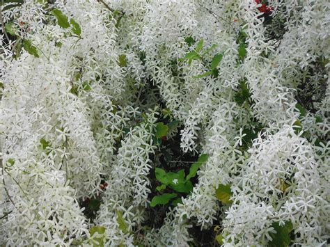 Petrea volubilis var. albiflora(White Queen's Wreath Vine12) - Richard Lyons Nursery, Inc.