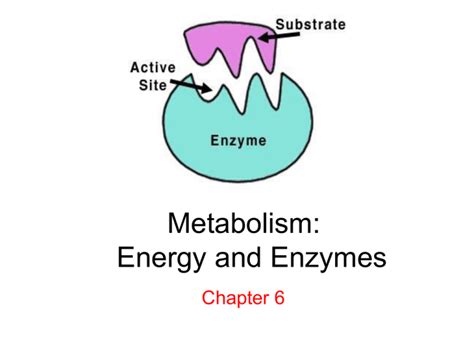 Ch 6 Metabolism_ Energy and Enzymes