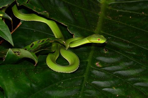 Bamboo Viper on a Taro Leaf | (Viridovipera stejnegeri) | Flickr