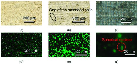 Images of HeLa cells cultured 3 days on the cell culture plate. (a ...