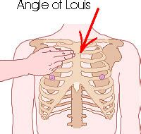 Respiratory Examination - Relevant Anatomy and Physiology | Epomedicine