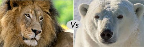 Polar Bear vs African Lion Fight Comparison – who will win?