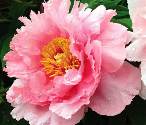 pink peony flower – The Beauty Shortlist