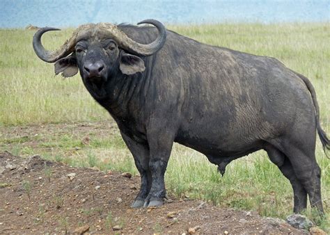 Water Buffalo | African buffalo, Deadly animals, African animals