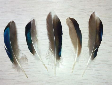 Mallard Duck Feather Product Mallard Duck Feather Price