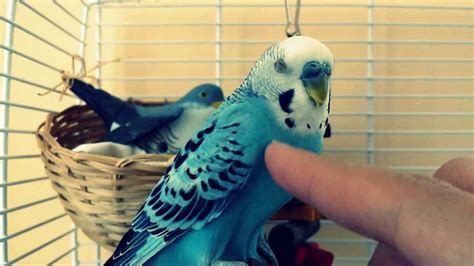 Budgie cuddle - Budgie Love Progress video #7 - YouTube