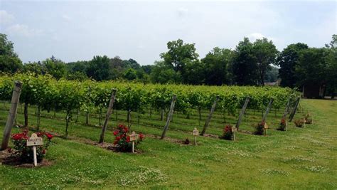 Maize Valley Winery & Craft Brewery | Visit Canton