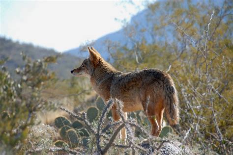 SPEEK! Living in Harmony with Wildlife | Humane Society of Southern Arizona