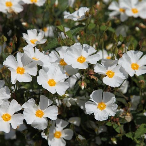 Buy rock rose ( syn corbariensis ) Cistus × hybridus: £13.99 Delivery by Crocus