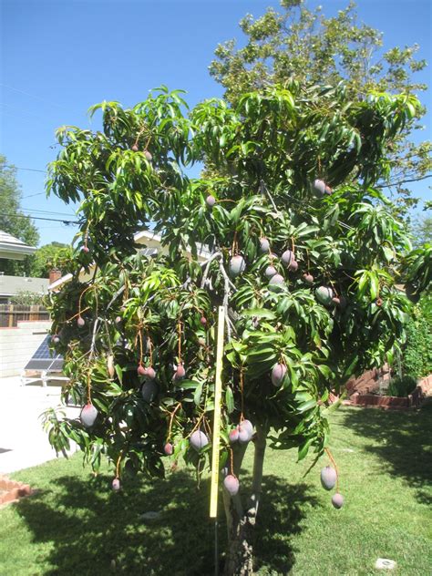 There’s a Potential Mango Tree in Every Mango – The Smarter Gardener